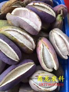 今日八月瓜批发价格,市场行情分析解读”