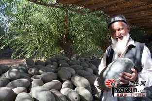 今日伽师瓜价格,瓜香四溢，实惠之选！