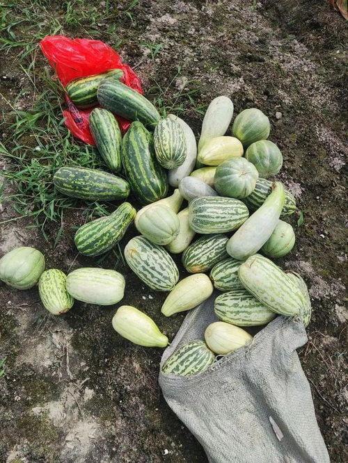 今日摘瓜什么价钱最好,今日摘瓜价格最优盘点