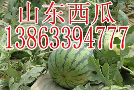 今日寿光瓜价格,今日价格波动解析”