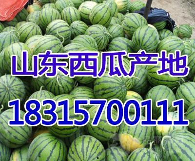 今日寿光瓜价格,今日价格波动解析”