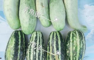 今日小生瓜价格,今日市场行情一览”