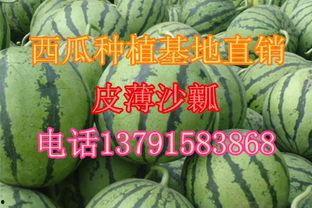 今日小生瓜价格,今日市场行情一览”