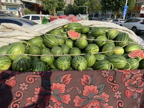 郑州吊瓜价格今日行情,波动中寻稳，市场动态一览