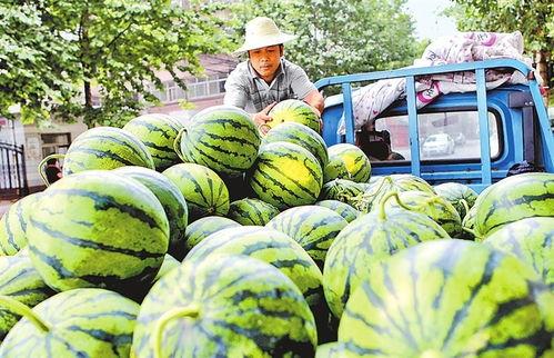 郑州吊瓜价格今日行情,波动中寻稳，市场动态一览