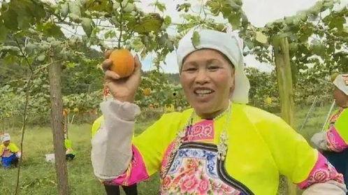 今日大沙河吊瓜行情,今日市场动态一览