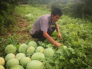 今日瓜是啥事件,揭秘娱乐圈最新热点事件