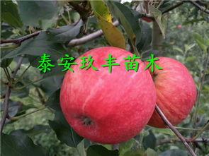 广州红凉瓜价格今日行情,波动中寻稳