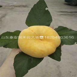 湛江今日蒲瓜批发价格,行情波动，市场动态一览”