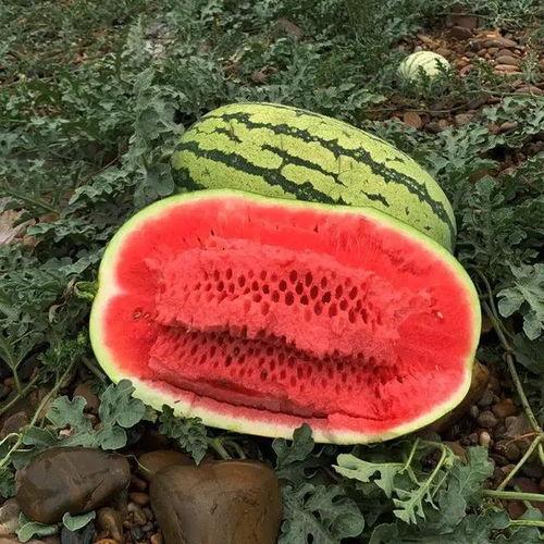 枣阳露天有籽麒麟瓜今日价格,枣阳露天有籽麒麟瓜今日抢购价揭晓！
