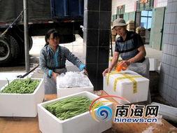 今日崖城收购瓜菜价格,今日收购行情一览