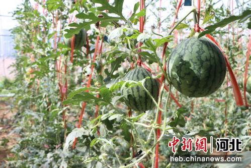 南乐小吊瓜今日价格,价格行情一览