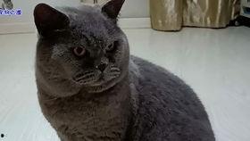 吃瓜今日吃瓜必吃胖猫,今日吃瓜必尝的肥美佳肴