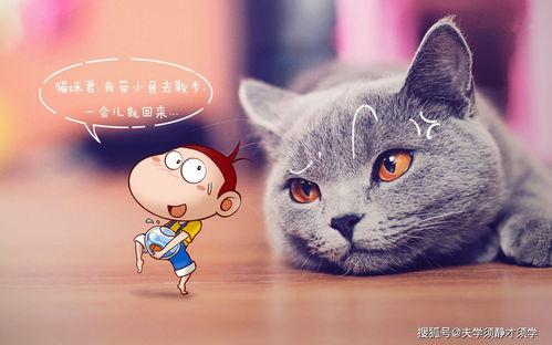 琪琪家的猫今日宜吃瓜,琪琪家的猫宜吃瓜