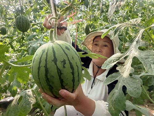 王旗营今日小瓜价,新鲜直供，价格实惠，抢购从速！”