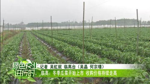 瓜菜行情今日,今日市场动态一览