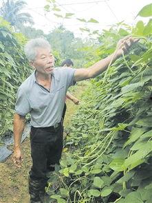 瓜菜行情今日,今日市场动态一览