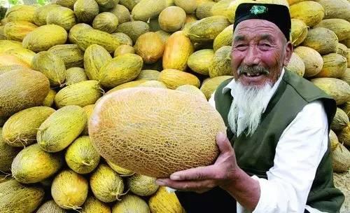 今日热点哈密瓜,揭秘哈密瓜的神奇魅力与营养秘密