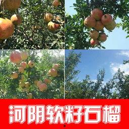荥阳吊瓜价格今日行情,波动分析及市场趋势洞察