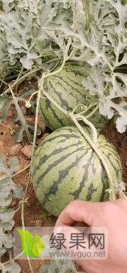 建水今日小瓜价格,新鲜上市，实惠抢购！