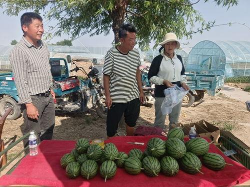 今日中牟吊瓜价格表,市场行情一览
