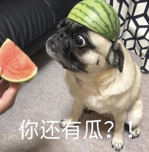 今日份吃瓜现场表情包