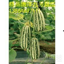 今日洋瓜尖价格最新行情,市场行情一览