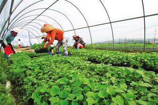 徐闻今日瓜菜价格,徐闻今日瓜菜市场行情一览