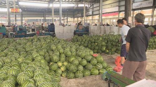 盐城今日瓜价最新消息,今日瓜价行情一览