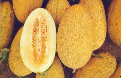 江南哈密瓜今日价格表,新鲜上市，品质优价实惠