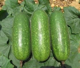 海南今日毛瓜价格表,市场行情一览