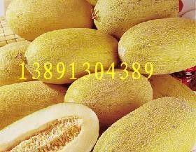 今日哈密瓜价格最新行情,今日市场最新动态一览