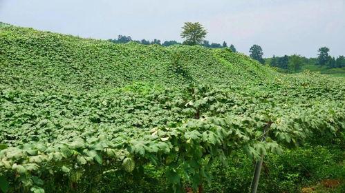 今日翠绿吊瓜价格行情