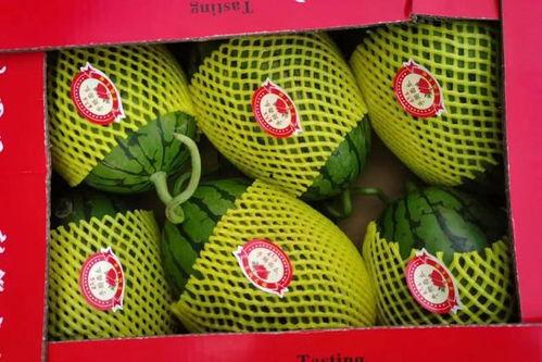 今日翠绿吊瓜价格行情