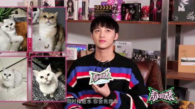 明星网红猫唱歌视频播放,网络热传视频引网友狂欢