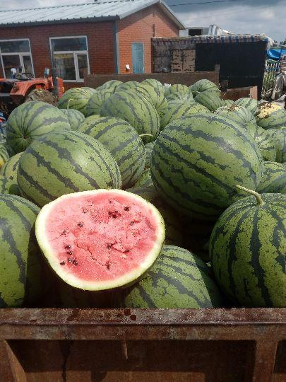 小盘瓜今日价格行情,价格波动解析与市场趋势洞察