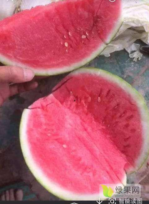 河南夏邑今日瓜价,今日瓜价行情一览