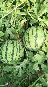 河南夏邑今日瓜价,今日瓜价行情一览