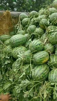 河南夏邑今日瓜价,今日瓜价行情一览