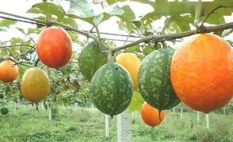 山东吊瓜今日价格表大全,今日市场行情速览