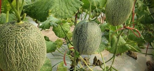 2025佛罗哈密瓜今日价格行情,今日价格走势解析”