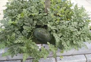 今日份摘瓜完成情况,收获满满，喜悦无限