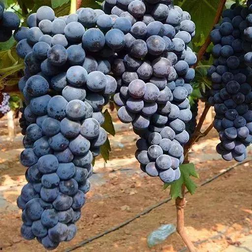 今日份摘瓜完成情况,收获满满，喜悦无限