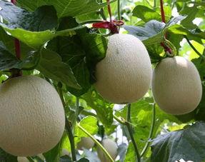 2024网纹瓜今日价格行情,今日价格走势解析