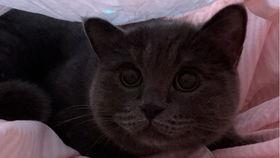 琪琪家的猫今日以吃瓜,今日瓜果盛宴