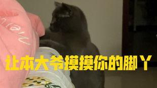 琪琪家的猫今日以吃瓜,今日瓜果盛宴