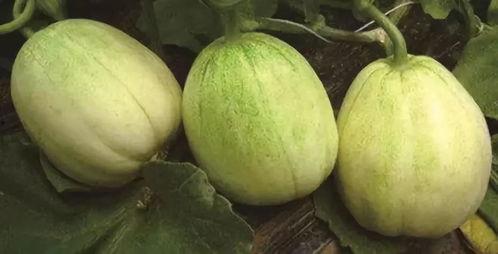 大瓜价格今日价,市场行情一览