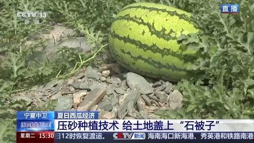 石缝瓜今日价格表,市场行情一览