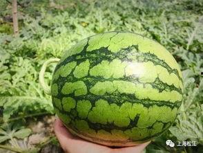 石缝瓜今日价格表,市场行情一览