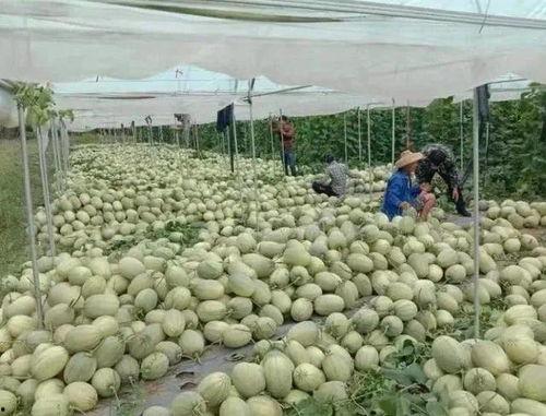 哈密瓜今日收购单价